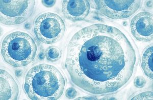 tế bào gốc là gì